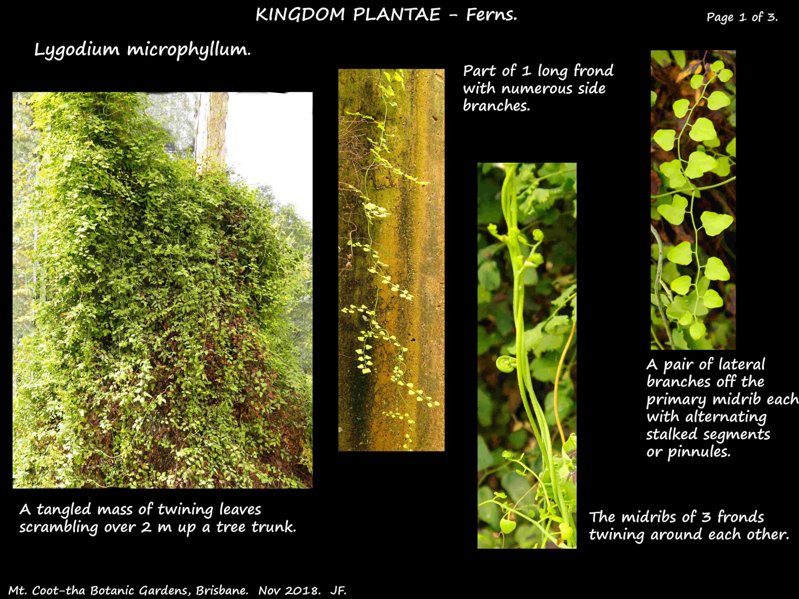 1 Lygodium microphyllum fronds